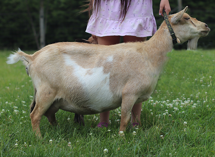 honey locust farm sunkist